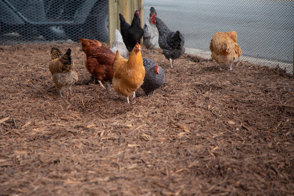 First Flock Hens